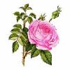 Organic rose oil