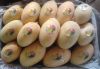 Sell fresh mango