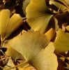 Ginkgo Leaf and Ginkgo...