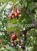 CASHEW NUT CHEAP PRICE...