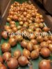Onions, Oignons, Cebolla Holland Export Import Victoria Mondial
