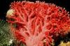 red corals, abalone sh...