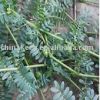 Tribulus terrestris *****