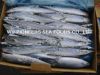 Sell Pacific Saury