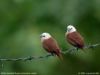 white head munia