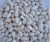 white kidney beans