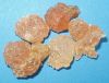 Acacia Sengal - Seyal ...