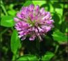 Red Clover extract