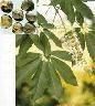 Horse Chestnut extract