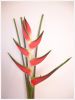 Heliconia and Ginger
