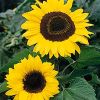 New Crop Sunflower See...