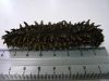 Dried Sea Cucumbers (Sea Food)