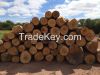 American RED OAK Logs for Engineered Flooring