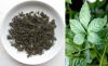 Fiveleaf Gynostemma He...