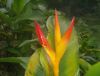 TROPICAL FLOWERS