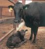 Cash Cow [Wagyu] Inves...
