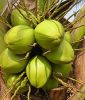 organic young coconuts