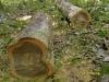 Teak round logs