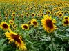 sunflower oil