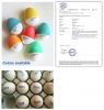 CHROMOINK Egg shell co...