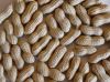 Chinese Groundnut Insh...