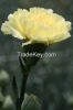 CARNATIONS AND MINICARNATIONS FROM COLOMBIA