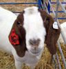 Health Tasted & approved Boer Goats for sell 