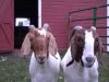 Health Tasted & approved Boer Goats for sell 