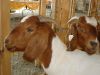 Health Tasted & approved Boer Goats for sell 