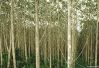 Falcata Timber / Logs