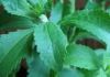 stevia leaves