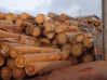 lumber pine eucalyptus