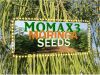 MOMAX3 moringa seed va...