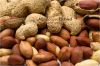 Groundnuts (Peanuts)