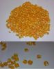 Maize | Maize Exporter...