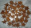 Star Aniseed