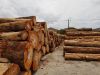 Eucalyptus Logs