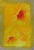 Sunflower Oil,import c...
