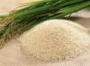 RICE SUPPLIER| PARBOILED RICE IMPORTERS | BASMATI RICE EXPORTER| KERNAL RICE WHOLESALER| WHITE RICE MANUFACTURER| LONG GRAIN TRADER| BROKEN RICE BUYER | IMPORT BASMATI RICE| BUY KERNAL RICE| WHOLESALE WHITE RICE| LOW PRICE LONG GRAIN