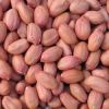 Sudanese Peanut 