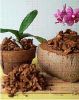 Orchid Plants with Coc...