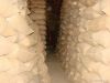 Melon Seeds