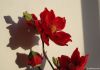 Yulan artificial flowe...
