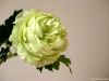 Wholesale Ranunculus Stem artificial flower decoration wedding