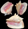 Queen Conch Shells