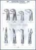 Tooth Extracting Forceps