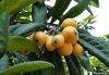 Loquat Leaf Extract Ma...