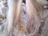 Raw merinos greasy wool