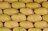 Sindhri Mango Pakistan...
