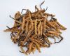 Natural Cordyceps Sine...